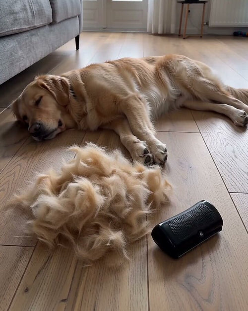 Montón de subpelo junto al perro tumbado y el cepillo
